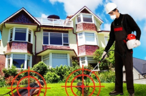 أفضل شركة لابادة الحشرات في الرياض